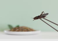 Insekten als Lebensmittel